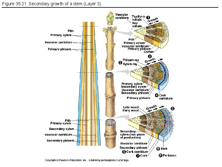 Figure 35. 21 Secondary growth of a stem (Layer 3) 