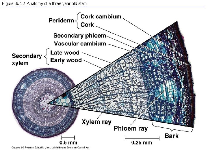 Figure 35. 22 Anatomy of a three-year-old stem 