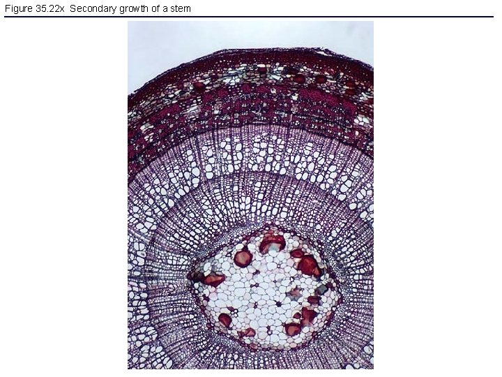 Figure 35. 22 x Secondary growth of a stem 