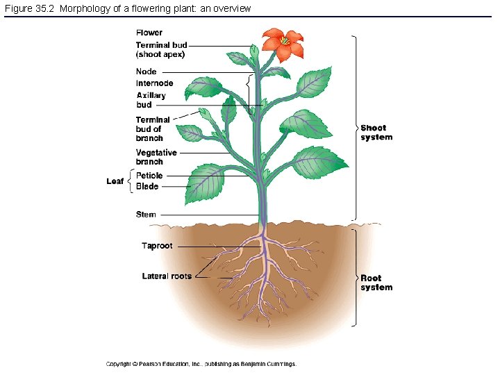 Figure 35. 2 Morphology of a flowering plant: an overview 
