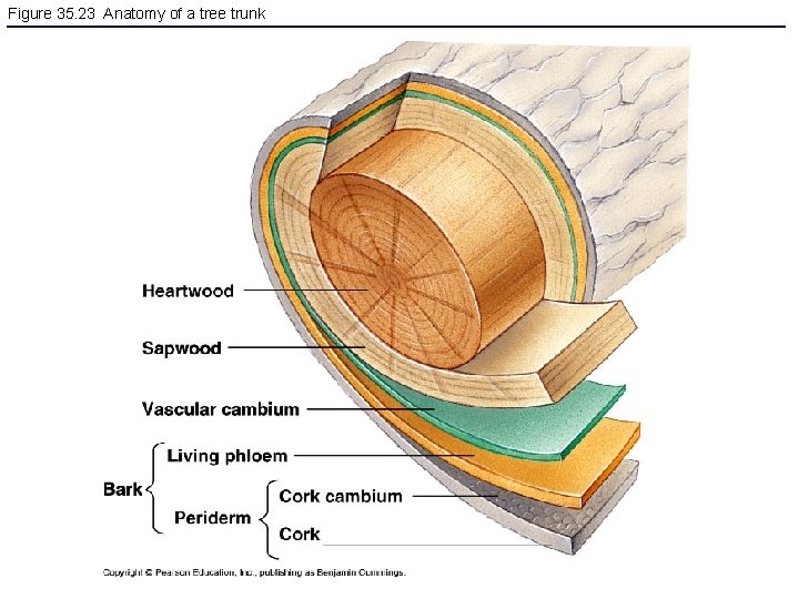 Figure 35. 23 Anatomy of a tree trunk 