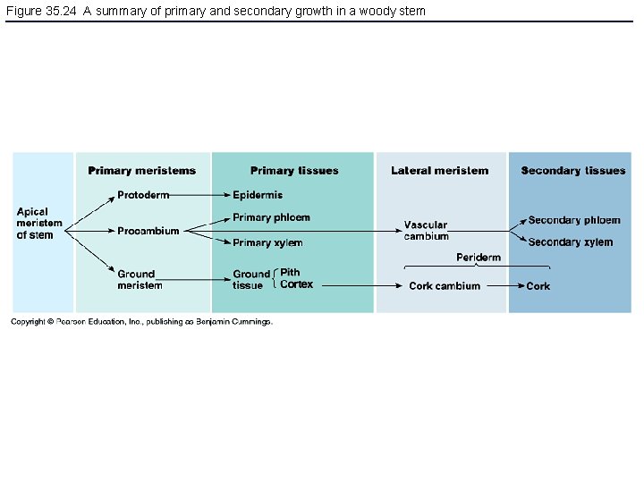 Figure 35. 24 A summary of primary and secondary growth in a woody stem