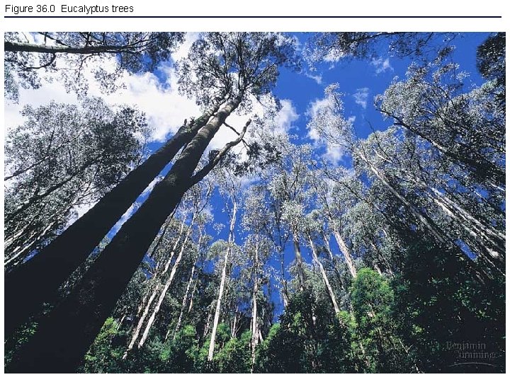 Figure 36. 0 Eucalyptus trees 