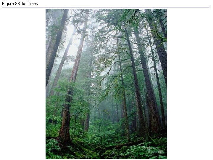 Figure 36. 0 x Trees 