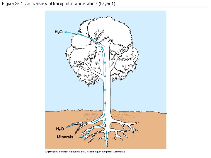 Figure 36. 1 An overview of transport in whole plants (Layer 1) 