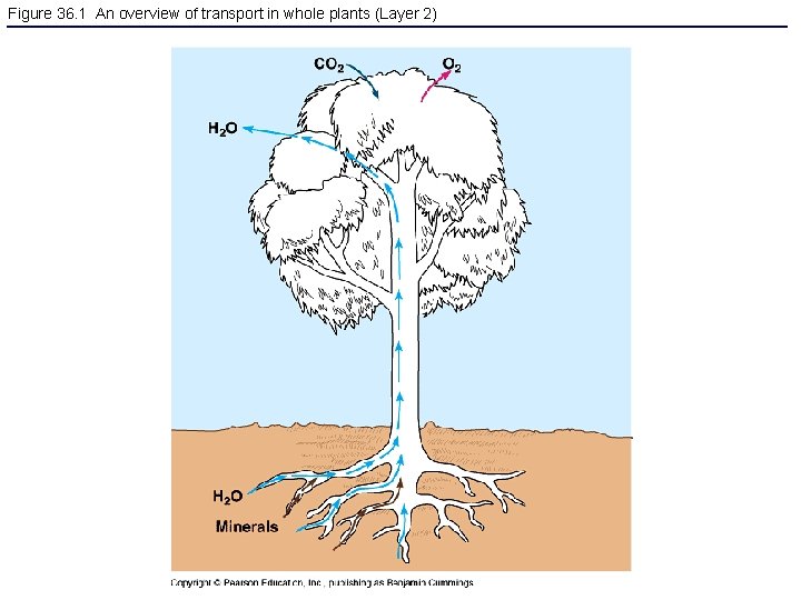 Figure 36. 1 An overview of transport in whole plants (Layer 2) 