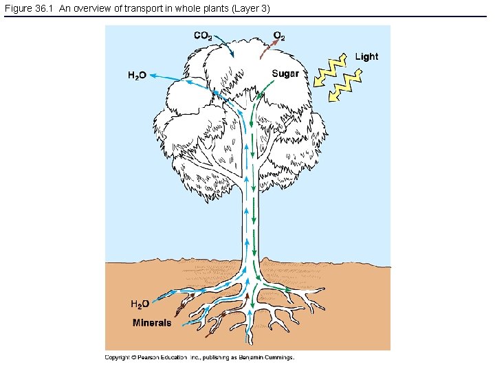 Figure 36. 1 An overview of transport in whole plants (Layer 3) 