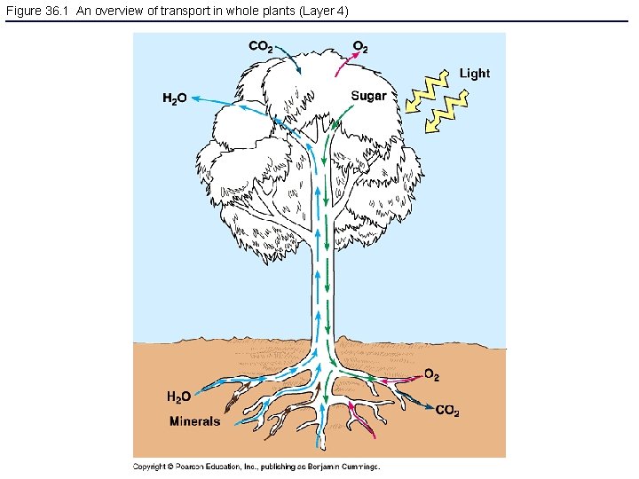 Figure 36. 1 An overview of transport in whole plants (Layer 4) 