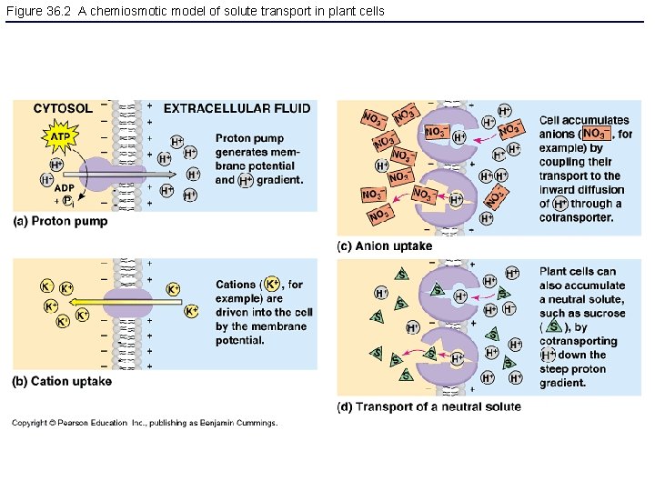 Figure 36. 2 A chemiosmotic model of solute transport in plant cells 