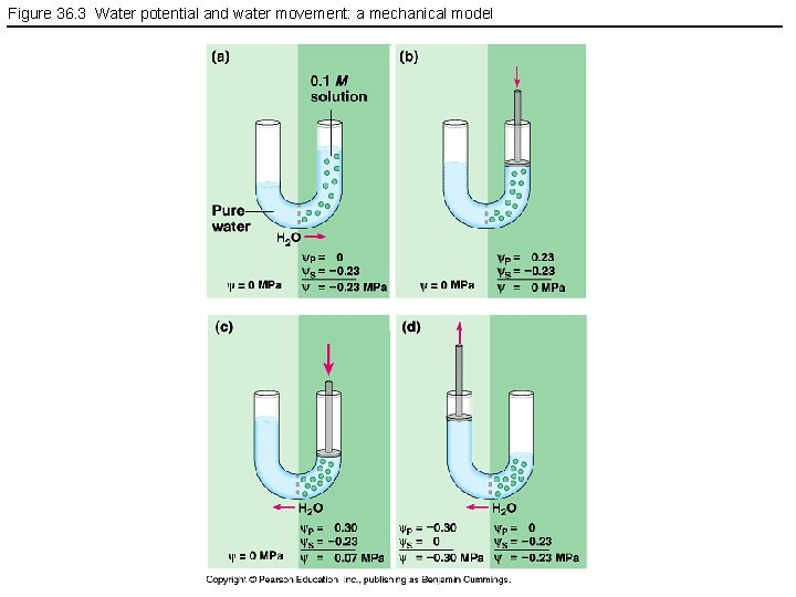Figure 36. 3 Water potential and water movement: a mechanical model 