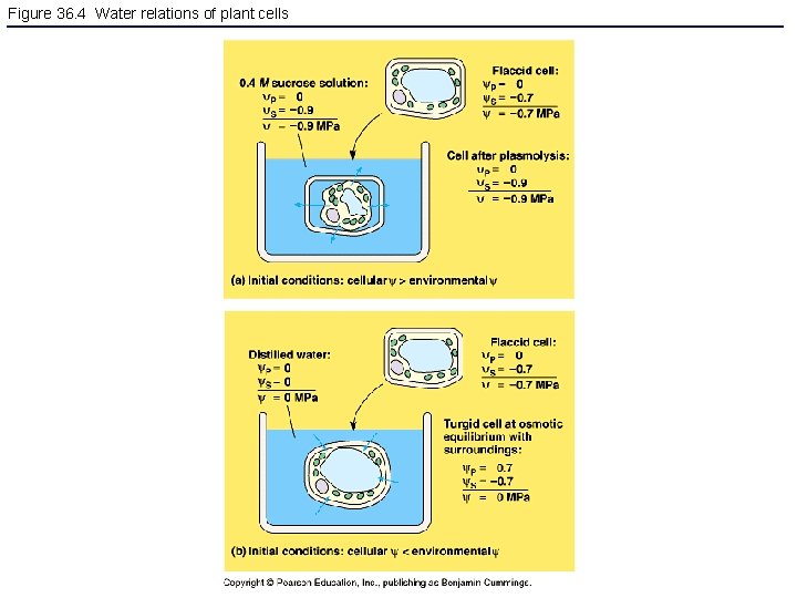 Figure 36. 4 Water relations of plant cells 