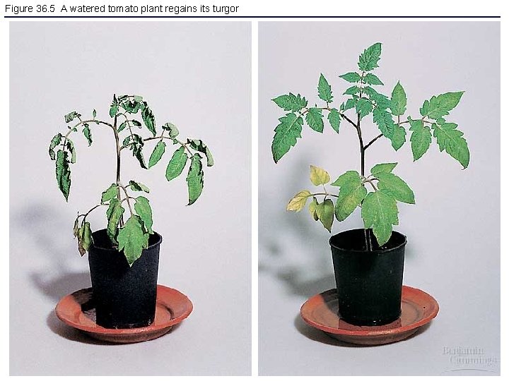Figure 36. 5 A watered tomato plant regains its turgor 