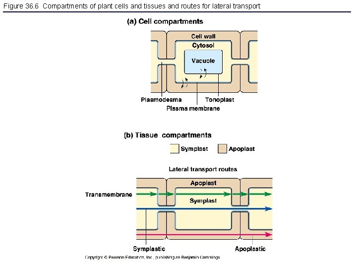 Figure 36. 6 Compartments of plant cells and tissues and routes for lateral transport