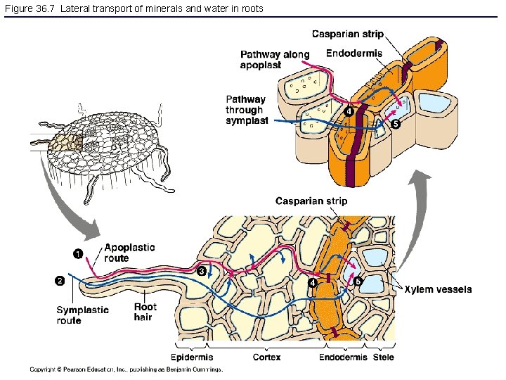 Figure 36. 7 Lateral transport of minerals and water in roots 