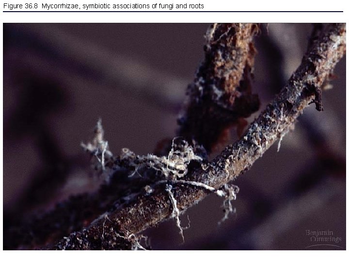 Figure 36. 8 Mycorrhizae, symbiotic associations of fungi and roots 