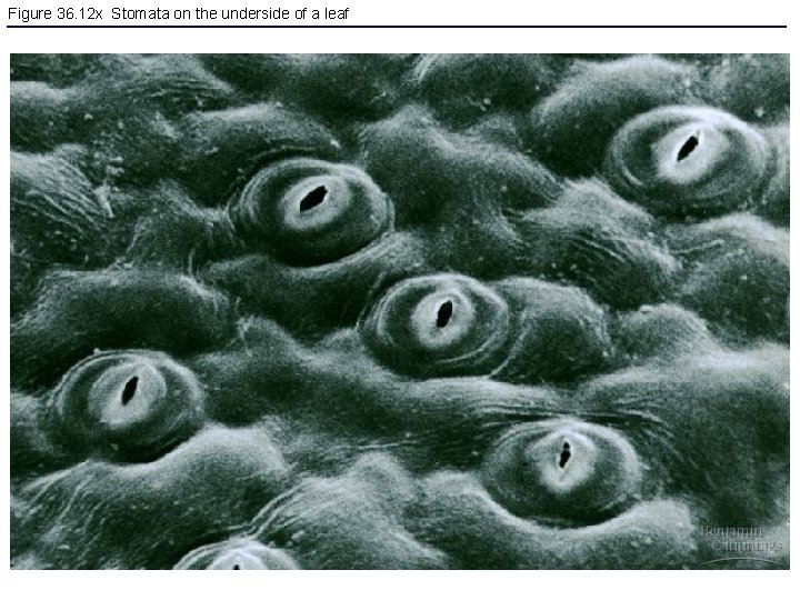 Figure 36. 12 x Stomata on the underside of a leaf 