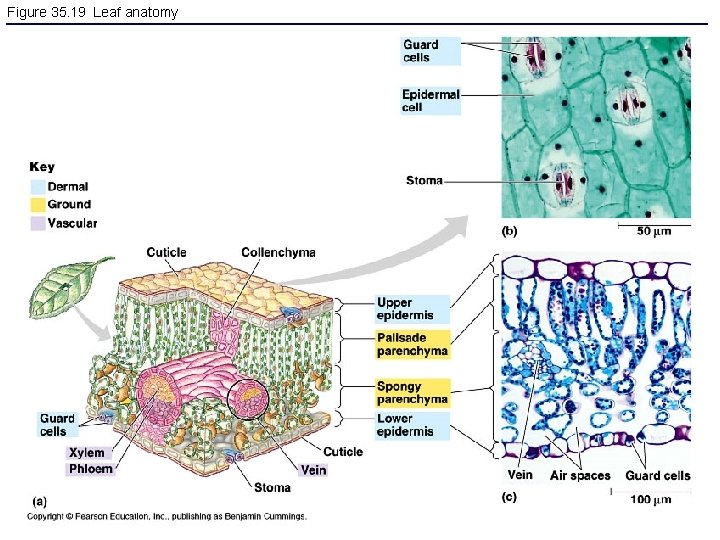 Figure 35. 19 Leaf anatomy 