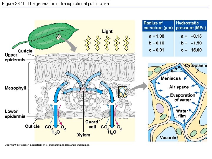 Figure 36. 10 The generation of transpirational pull in a leaf 