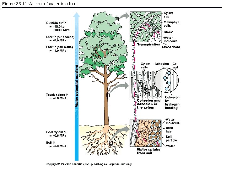 Figure 36. 11 Ascent of water in a tree 