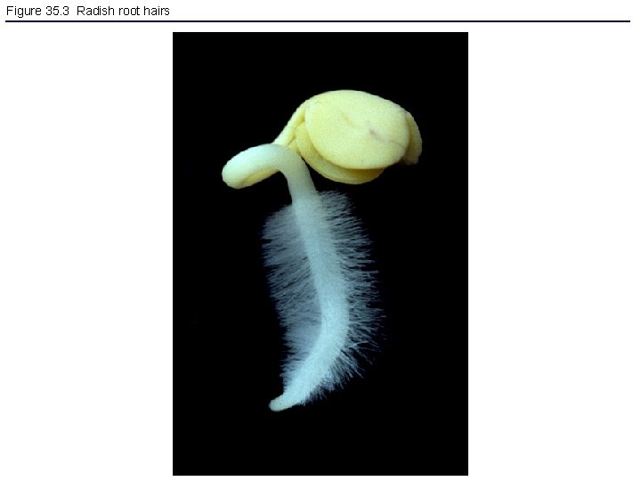 Figure 35. 3 Radish root hairs 