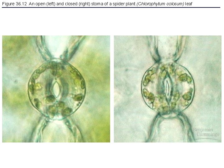 Figure 36. 12 An open (left) and closed (right) stoma of a spider plant