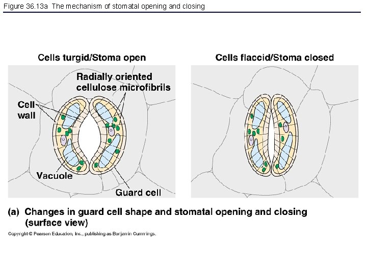 Figure 36. 13 a The mechanism of stomatal opening and closing 