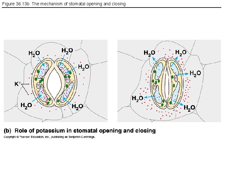 Figure 36. 13 b The mechanism of stomatal opening and closing 