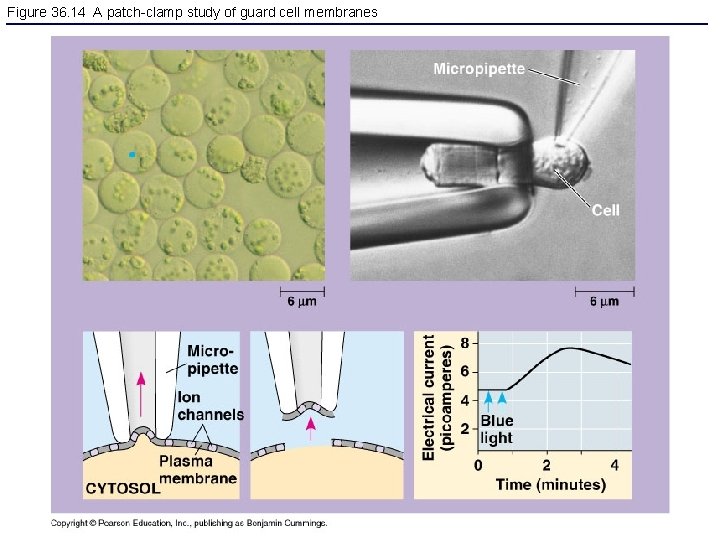 Figure 36. 14 A patch-clamp study of guard cell membranes 