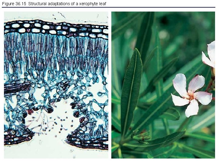 Figure 36. 15 Structural adaptations of a xerophyte leaf 