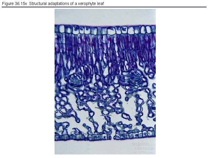 Figure 36. 15 x Structural adaptations of a xerophyte leaf 