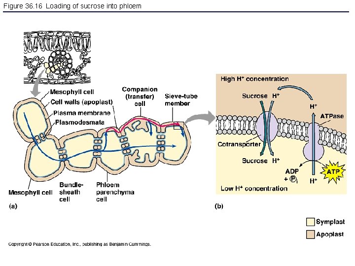 Figure 36. 16 Loading of sucrose into phloem 