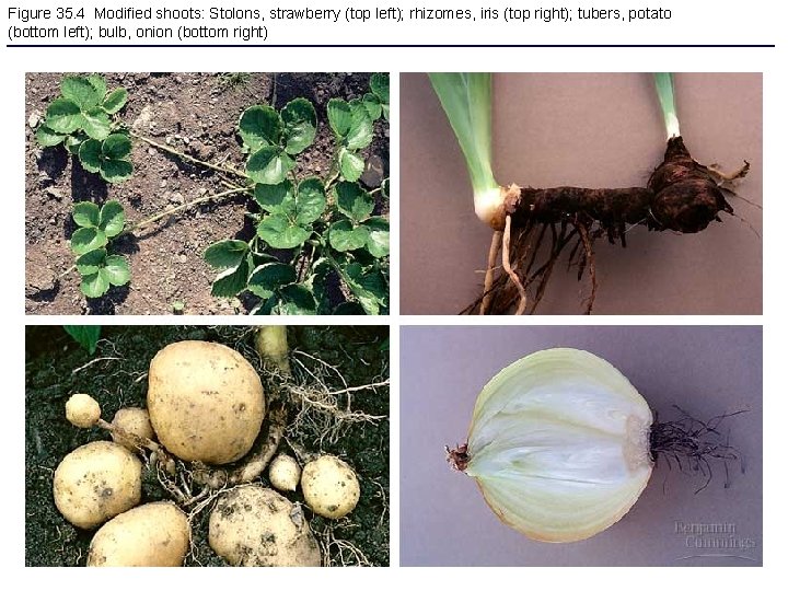 Figure 35. 4 Modified shoots: Stolons, strawberry (top left); rhizomes, iris (top right); tubers,