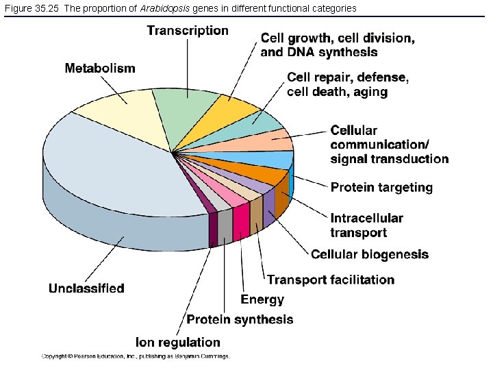 Figure 35. 25 The proportion of Arabidopsis genes in different functional categories 