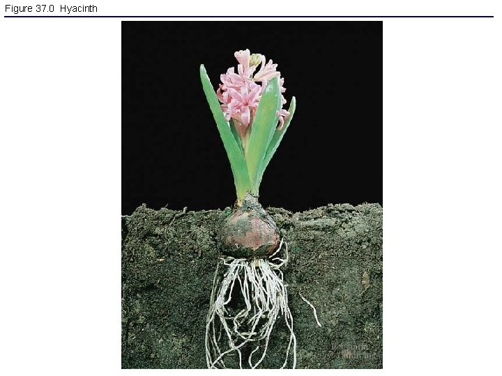 Figure 37. 0 Hyacinth 