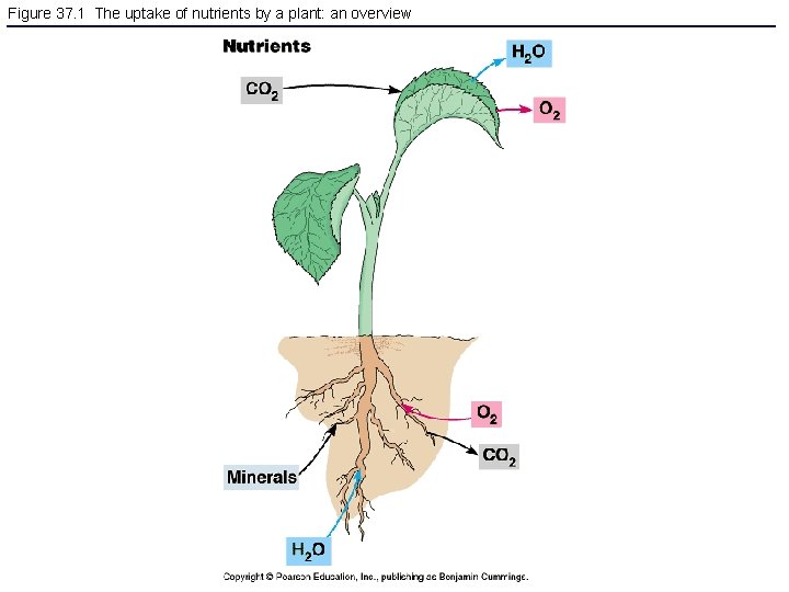 Figure 37. 1 The uptake of nutrients by a plant: an overview 