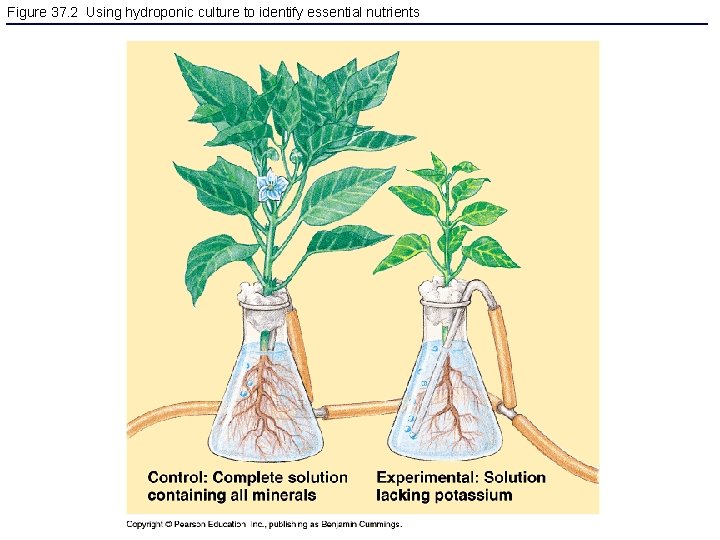 Figure 37. 2 Using hydroponic culture to identify essential nutrients 