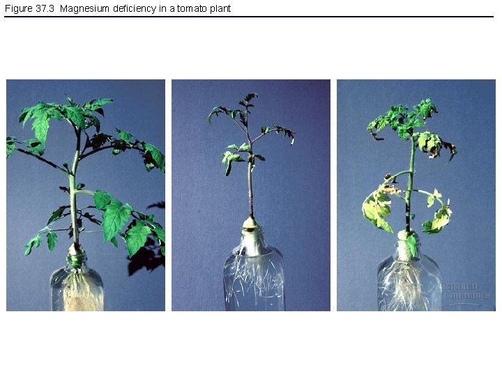 Figure 37. 3 Magnesium deficiency in a tomato plant 