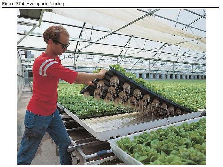 Figure 37. 4 Hydroponic farming 