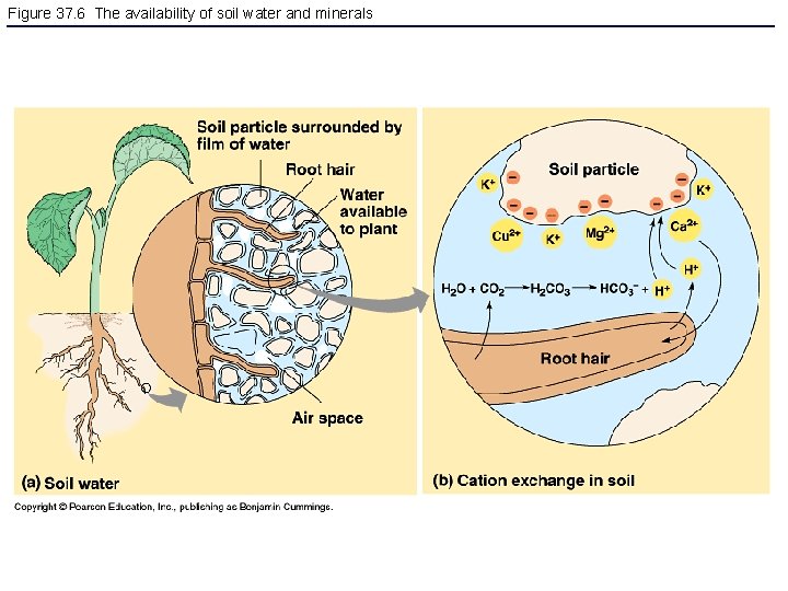 Figure 37. 6 The availability of soil water and minerals 