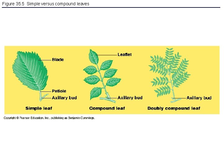 Figure 35. 5 Simple versus compound leaves 