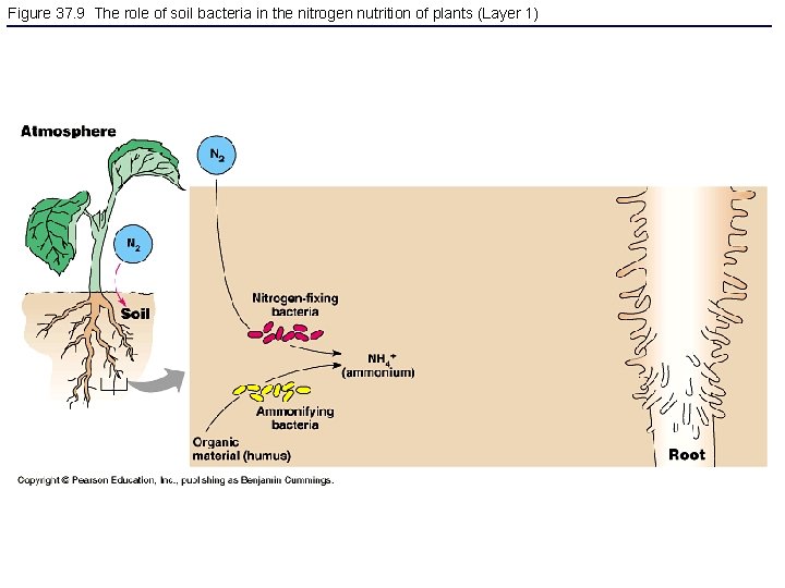 Figure 37. 9 The role of soil bacteria in the nitrogen nutrition of plants