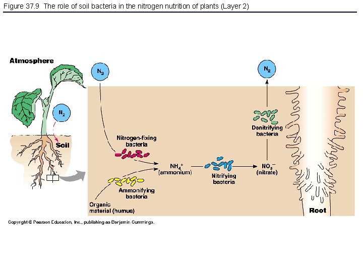 Figure 37. 9 The role of soil bacteria in the nitrogen nutrition of plants