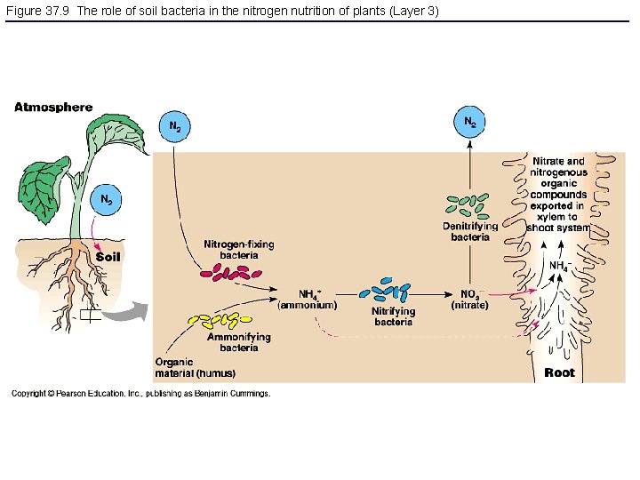 Figure 37. 9 The role of soil bacteria in the nitrogen nutrition of plants