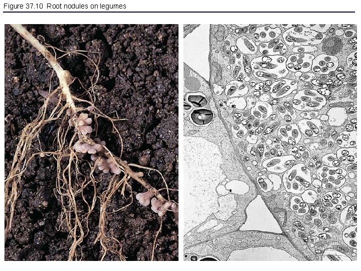Figure 37. 10 Root nodules on legumes 