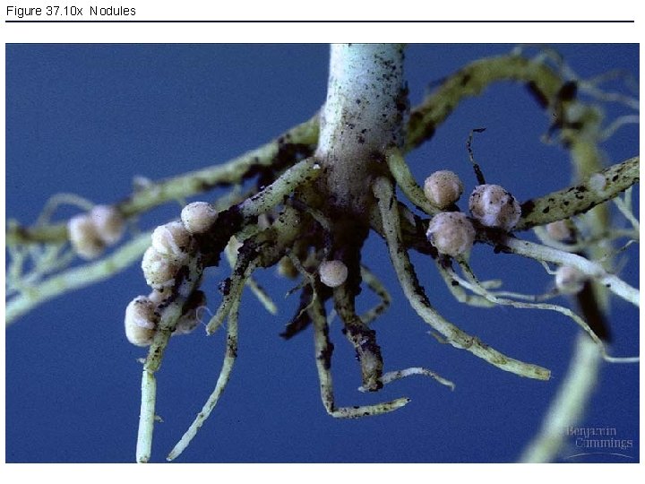 Figure 37. 10 x Nodules 
