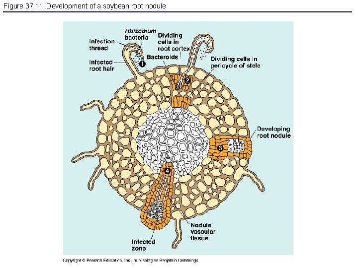 Figure 37. 11 Development of a soybean root nodule 