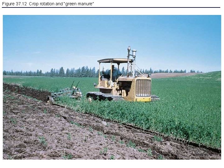 Figure 37. 12 Crop rotation and “green manure” 