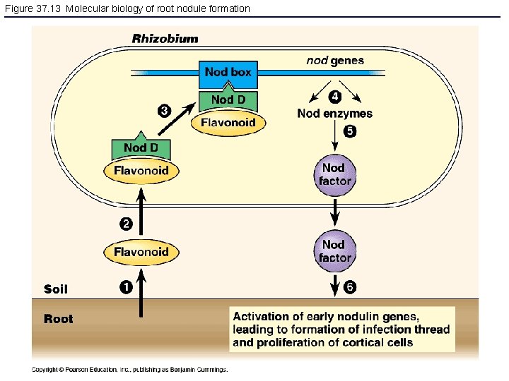 Figure 37. 13 Molecular biology of root nodule formation 