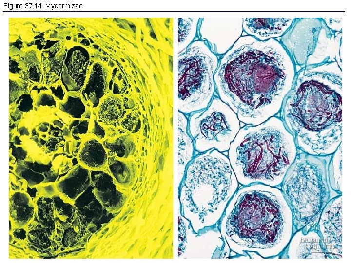 Figure 37. 14 Mycorrhizae 