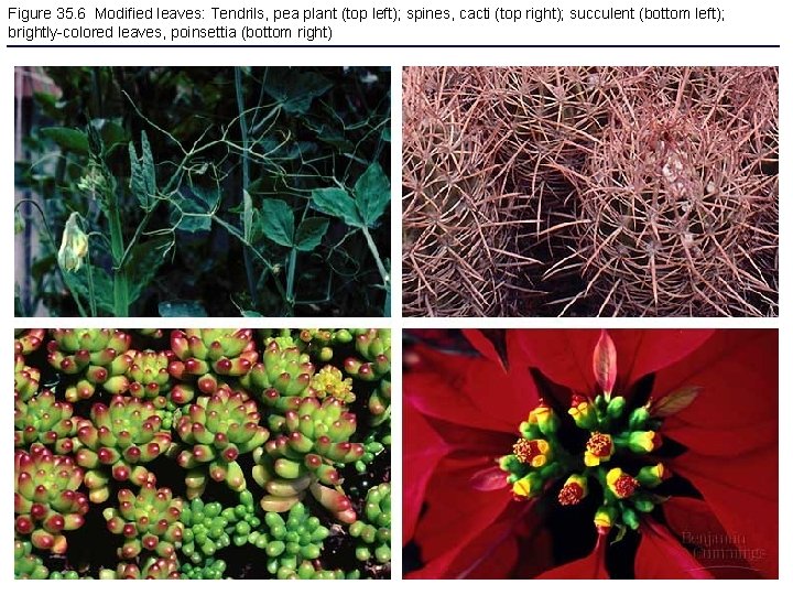 Figure 35. 6 Modified leaves: Tendrils, pea plant (top left); spines, cacti (top right);